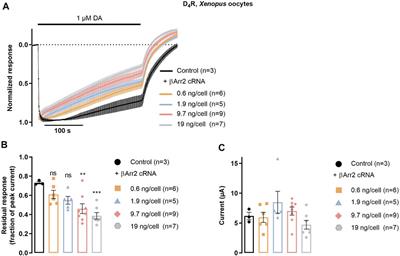 Dopamine-induced arrestin recruitment and desensitization of the dopamine D4 receptor is regulated by G protein-coupled receptor kinase-2